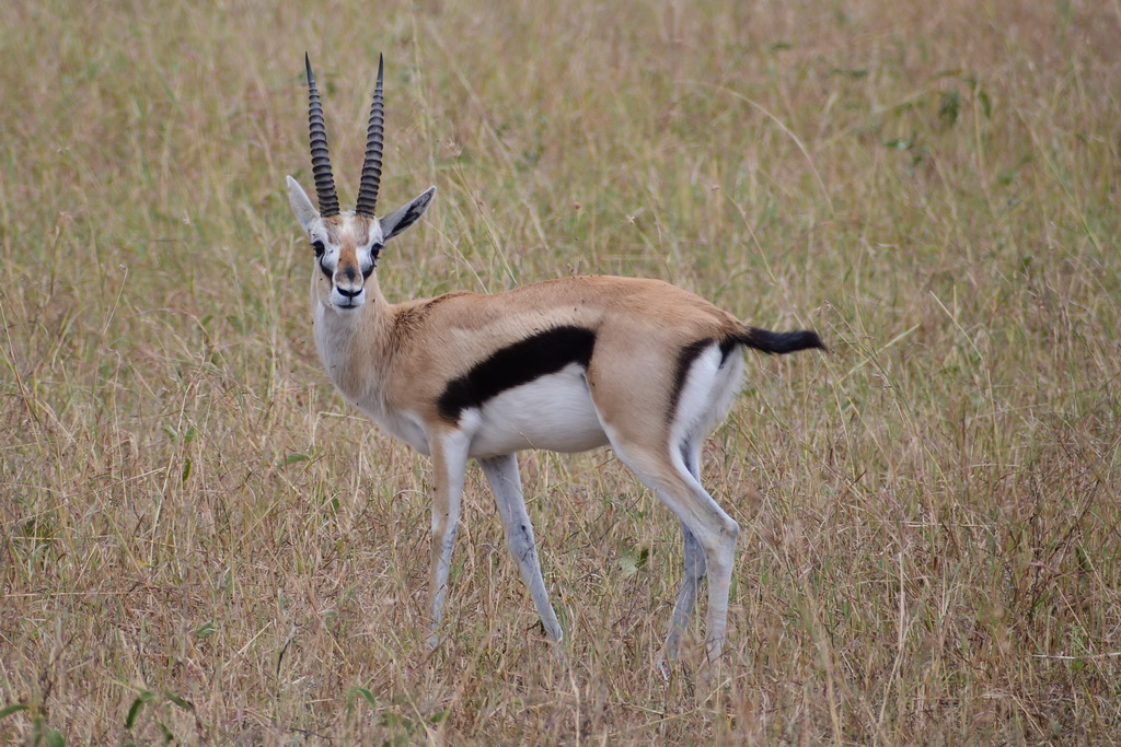 Drive to Central Serengeti